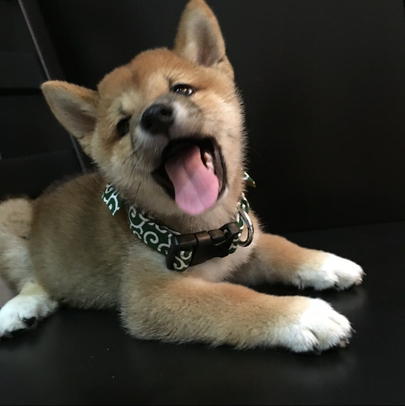 Tang grass pattern collar